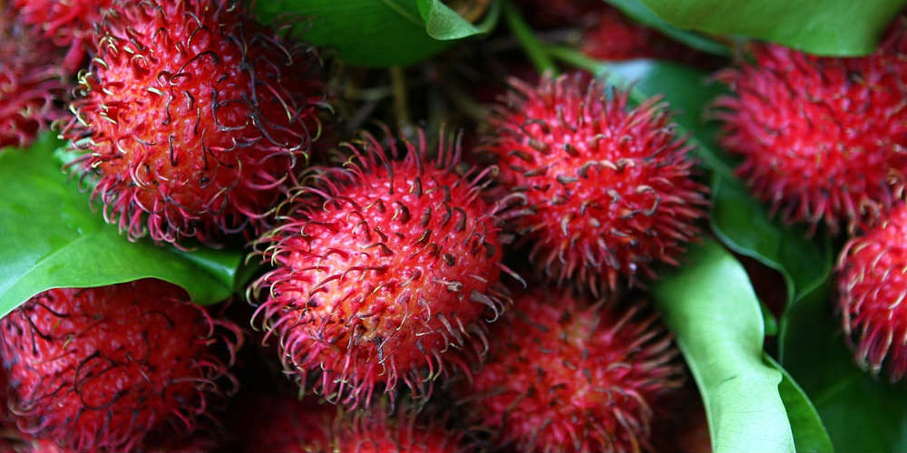 Five Places to Find Amazing Fruits